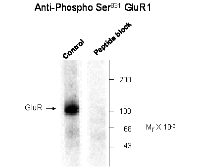 GluR1 (phospho Ser845) Antibody