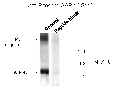 Gap-43 (phospho Ser41) Antibody