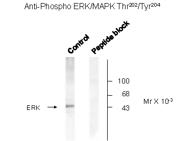 ERK1 / 2 (phospho Thr202 / Tyr204) Antibody