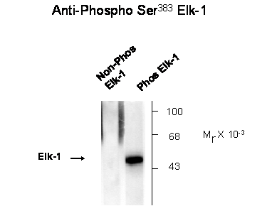 Elk-1 (phospho Ser383) Antibody