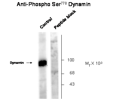Dynamin (phospho Ser778) Antibody