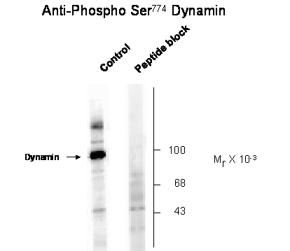 Dynamin (phospho Ser774) Antibody