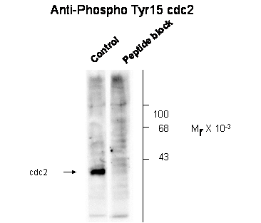 Cdc2 (phospho Tyr15) Antibody
