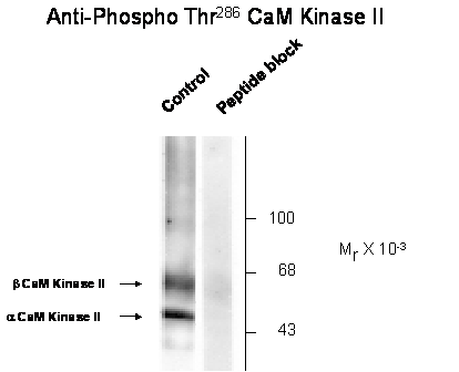 CaM Kinase II (phospho Thr286) Antibody