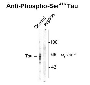 Tau (phospho Ser416) Antibody