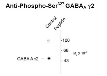 GABAA Receptor (phospho Ser327) Antibody