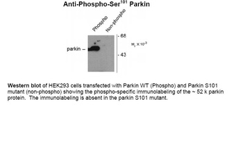 Parkin (phospho Ser101) Antibody