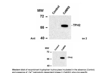 Tryptophan Hydroxylase (phospho Ser19) Antibody