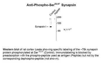 Synapsin (phospho Ser62 / Ser67)Antibody