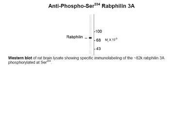 Rabphilin (phospho Ser234) Antibody