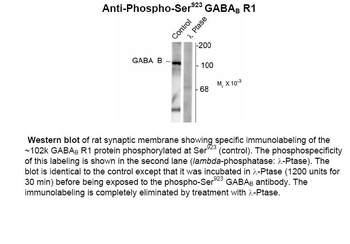 GABAB Receptor (phospho Ser923) Antibody