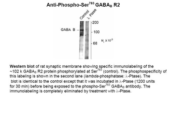 GABAB Receptor (phospho Ser783) Antibody