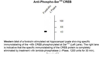 CREB (phospho Ser133) Antibody