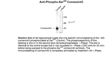 Connexin 43 (phospho Ser368) Antibody
