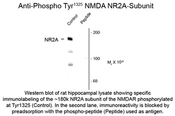 NMDA NR2A Subunit (phospho Tyr1325) Antibody