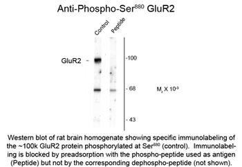 GluR2-subunit (phospho Ser880) Antibody