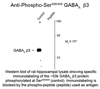 GABAA Receptor, b3 (phospho Ser408/409) Antibody
