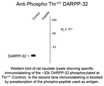 DARPP-32 (phospho Ser137) Antibody