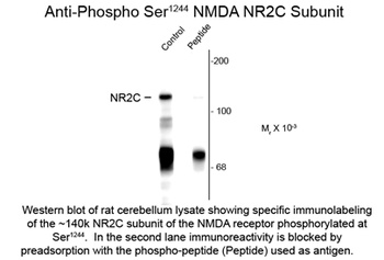 NMDA NR2C Subunit (phospho Ser1244) Antibody