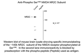 NMDA NR2C Subunit (phospho Ser1096) Antibody