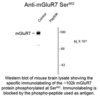 Metabotropic Glutamate Receptor 7 (phospho Ser862) Antibody