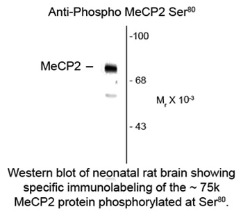 MeCP2 (phospho Ser80) Antibody