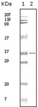 MCL1 Antibody [8C6D4B1]