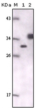 GFP Antibody [4B10B2]