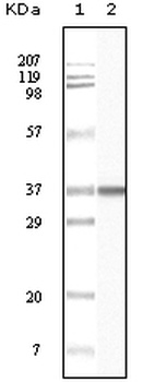 BLK Antibody [9D10B7H6 / 9D10A8F8]