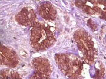 BLK Antibody [9D10D1]