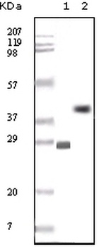 BCL10 Antibody [4F8E8H8]