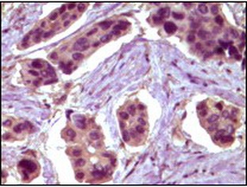 BCL10 Antibody [4F8E8H8]
