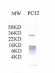 Cytochrome C Antibody