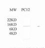 Cytochrome C Antibody