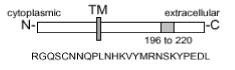 FasL Antibody [A11]