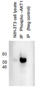 AKT1 (phospho S473) Antibody [H4]