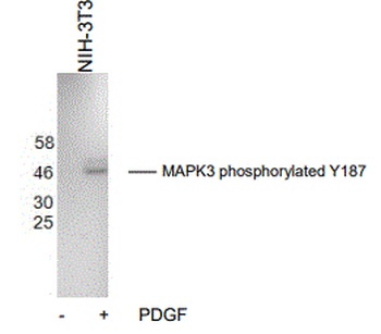 MAPK3 (phospho Y187) Antibody [A6]