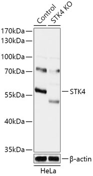 STK4 Antibody, KO Validated
