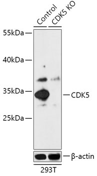 CDK5 Antibody, KO Validated