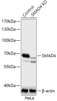 SMAD4 Antibody, KO Validated