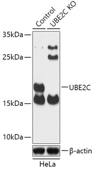 UBE2C Antibody, KO Validated