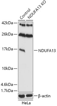 NDUFA13 Antibody, KO Validated