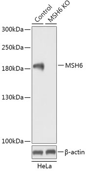MSH6 Antibody, KO Validated