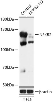 NFKB2 Antibody, KO Validated
