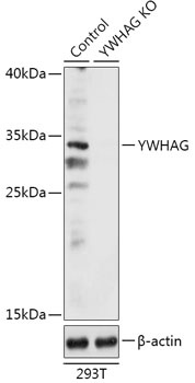 YWHAG Antibody, KO Validated