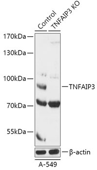 TNFAIP3 Antibody, KO Validated