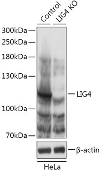 LIG4 Antibody, KO Validated