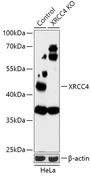 XRCC4 Antibody, KO Validated
