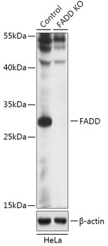 FADD Antibody, KO Validated