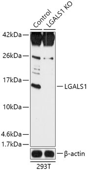 LGALS1 Antibody, KO Validated